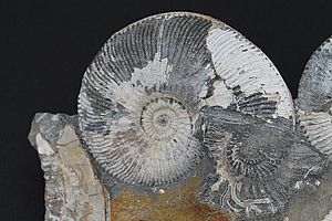 Ammoniten 3521